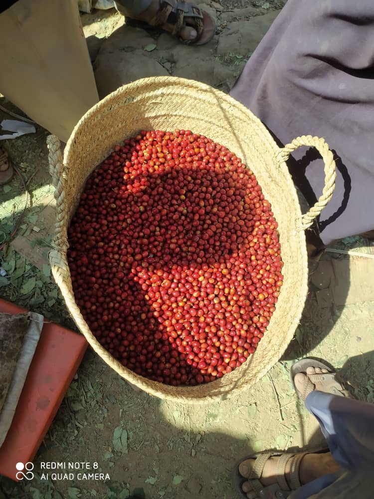 Premium Yemeni Coffee Beans Mountain