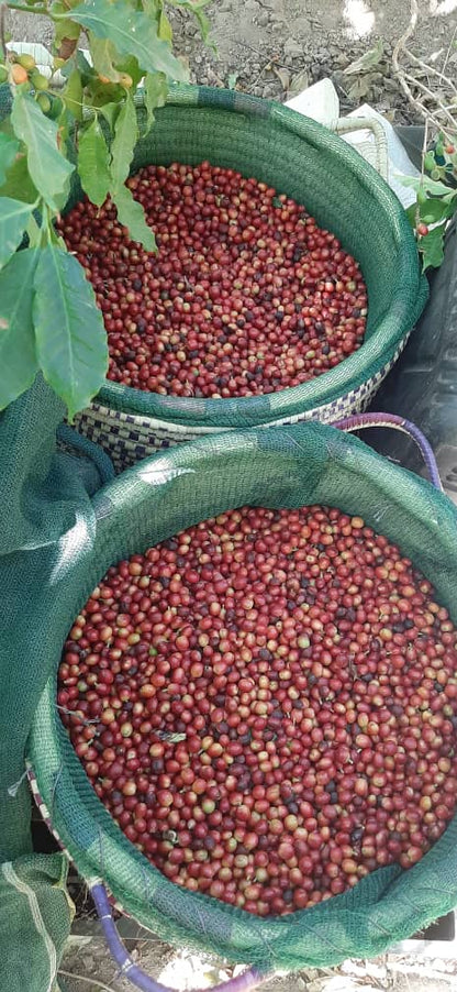 Specialty Yemeni Coffee Beans Valley